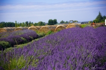 Lavender Farm in Sequim WA 
