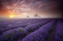 Lavender Field France 