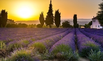 Lavender field just outside of Bonnieux France