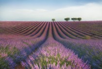 Lavender Field Provence France  photo by Margarita Chernilova