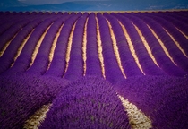 Lavender fields Croatia Hvar island 