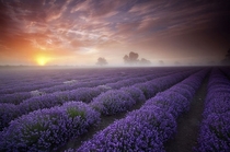 Lavender fields in the UK  Photo by Antony Spencer