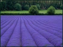 Lavender Fields of Kent England 