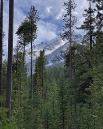 Layers of dense forest in Grand Teton National Park Wyoming  IGcoreyraff