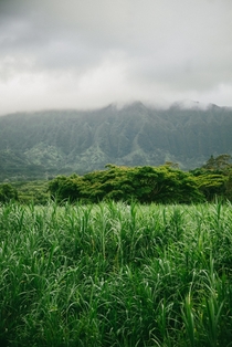 Layers of Green Oahu Hawaii 