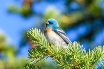 Lazuli Bunting between singing bouts along the Clark Fork River 