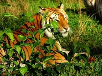 Lazy Tiger 