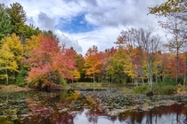 Leaves turning over a small Massachusetts pond 