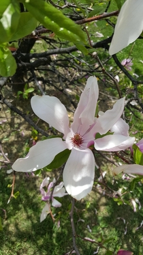 Leonard Messel Kobushi Magnolia blossom 
