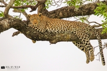 Leopard at Kruger National Park OC