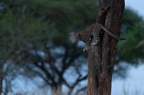 Leopard cub in a tree 