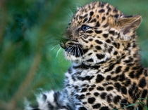 Leopard cub x