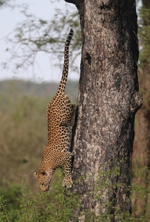 Leopard headed down hill Small beasts hide Panthera pardus Credit McGuire