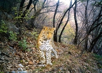 Leopard Panthera Pardus in western China 