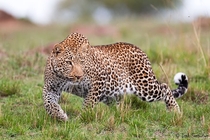 Leopard Panthera Pardus on the prowl 