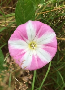 Lesser Bindweed  Hertfordshire England Get a load of that candy pink stripe