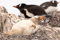 Leucistic Gentoo penguin Waterboat Point Antarctic peninsula