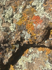 Lichen at Fort Rock 