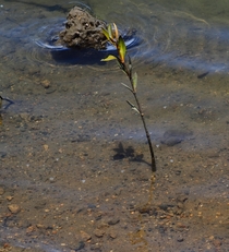 Life is hard for this little mangroveAvicennia marina seedling growing in the most Southern mangrove population in Australia Leschenault estuary Western Australia