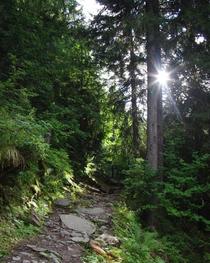 Light breaking through the trees Chamonix France  x