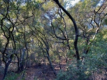 Like a dream Look at those twisted trunks Lost in a Southern California oak woodland forest not ten minutes from civilization  x  