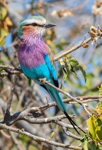 Lilac-breasted roller colorful bird from Botswana