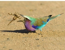 Lilac Breasted Roller vs Scorpion  x 