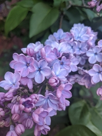Lilac Syringa