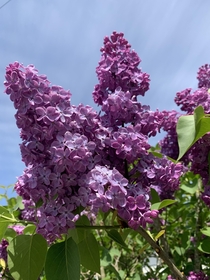 Lilacs They are my favourite