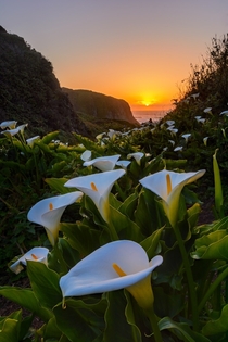 Lily filled valley off the coast of California Photo by Michael Brandt 
