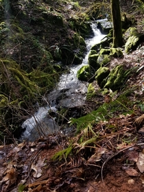 Limpy Creek Trail Oregon 
