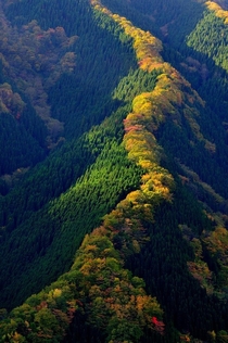 Line of maple trees along a ridge in Japan 