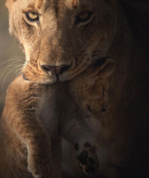 Lion and cub photo by Shaaz Jung