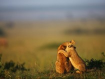 Lion cub hug Masai Mara reserve Kenya 