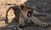 Lion cub trying to roar 