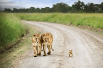 Lion Cub with Parents Panthera leo 
