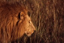 Lion in the grass in Kenya 