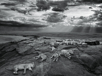 Lion Pride Serengeti 