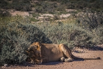 Lion taking a nap on the road in Etosha National Park 