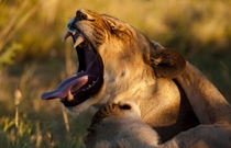 Lion Yawn x