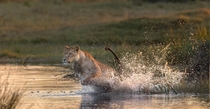Lioness crossing a waterhole