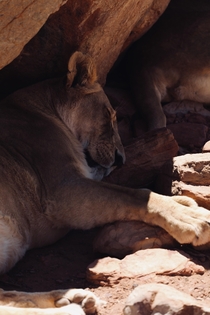 Lioness sleeping in South Africa