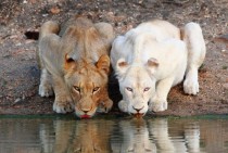 Lionesses Drinking at a Watering Hole 