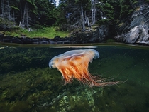 Lions mane jellyfish Bonne Bay Gulf of St Lawrence Photograph by David Doubilet National Geographic 