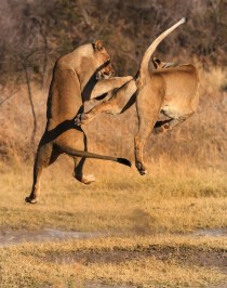 Lions play-fighting at the Madikwe game reserve 