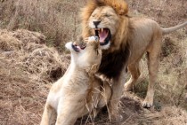 Lions roaring at each other 