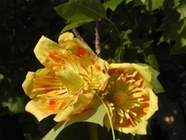 Liriodendron tulipifera 