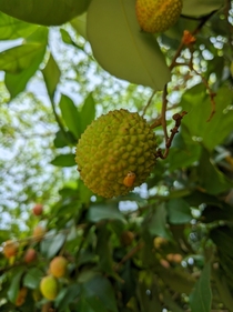 Litchi Fruit - Muzaffarpur Bihar - India