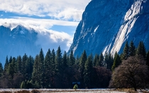 Little tree in a big valley Yosemite CA