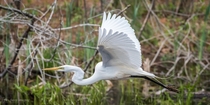 Live life with no regrets and plenty of egrets 